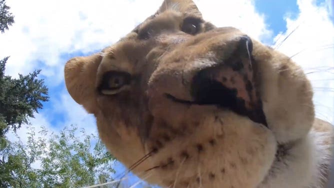 A close-up view of the lioness.